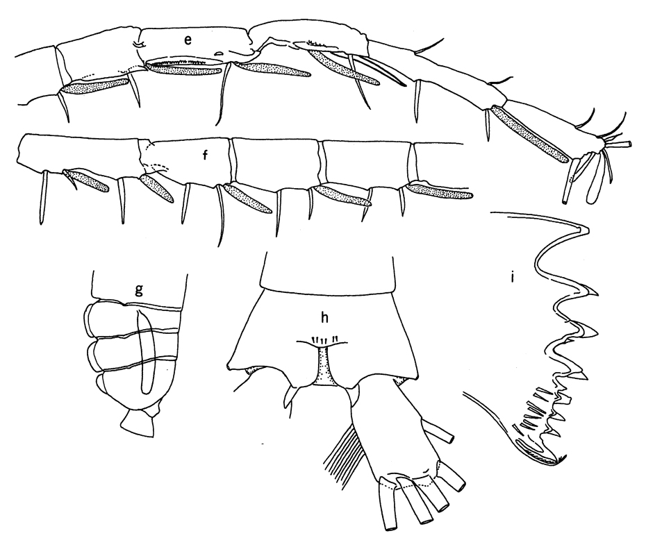 Espce Pleuromamma gracilis - Planche 15 de figures morphologiques