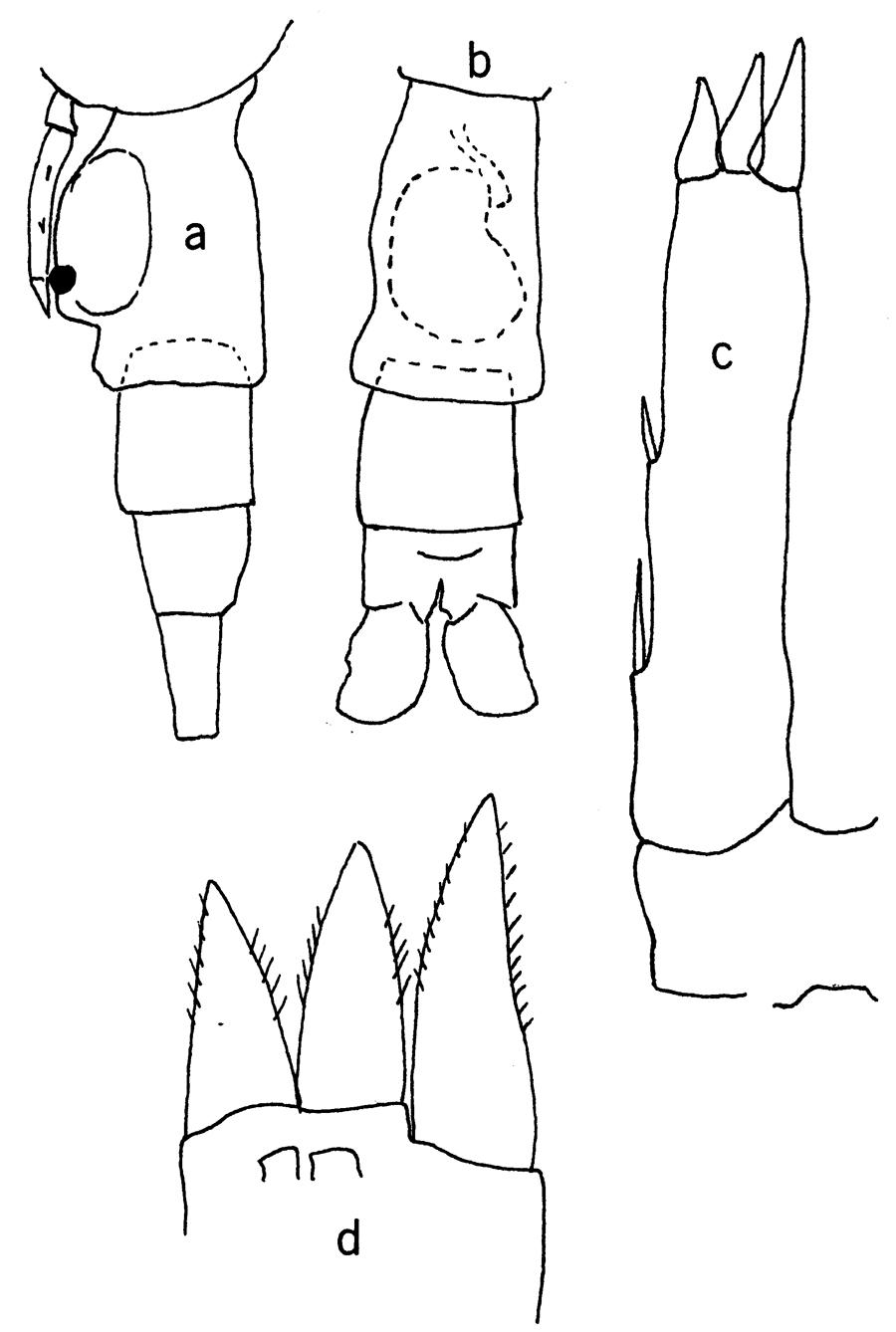 Espèce Pleuromamma piseki - Planche 7 de figures morphologiques