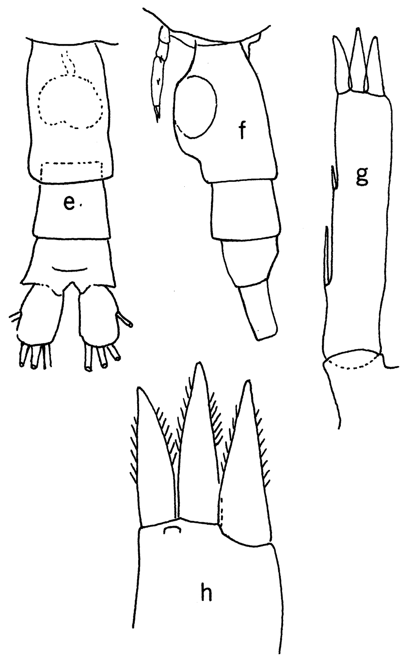 Espce Pleuromamma gracilis - Planche 14 de figures morphologiques
