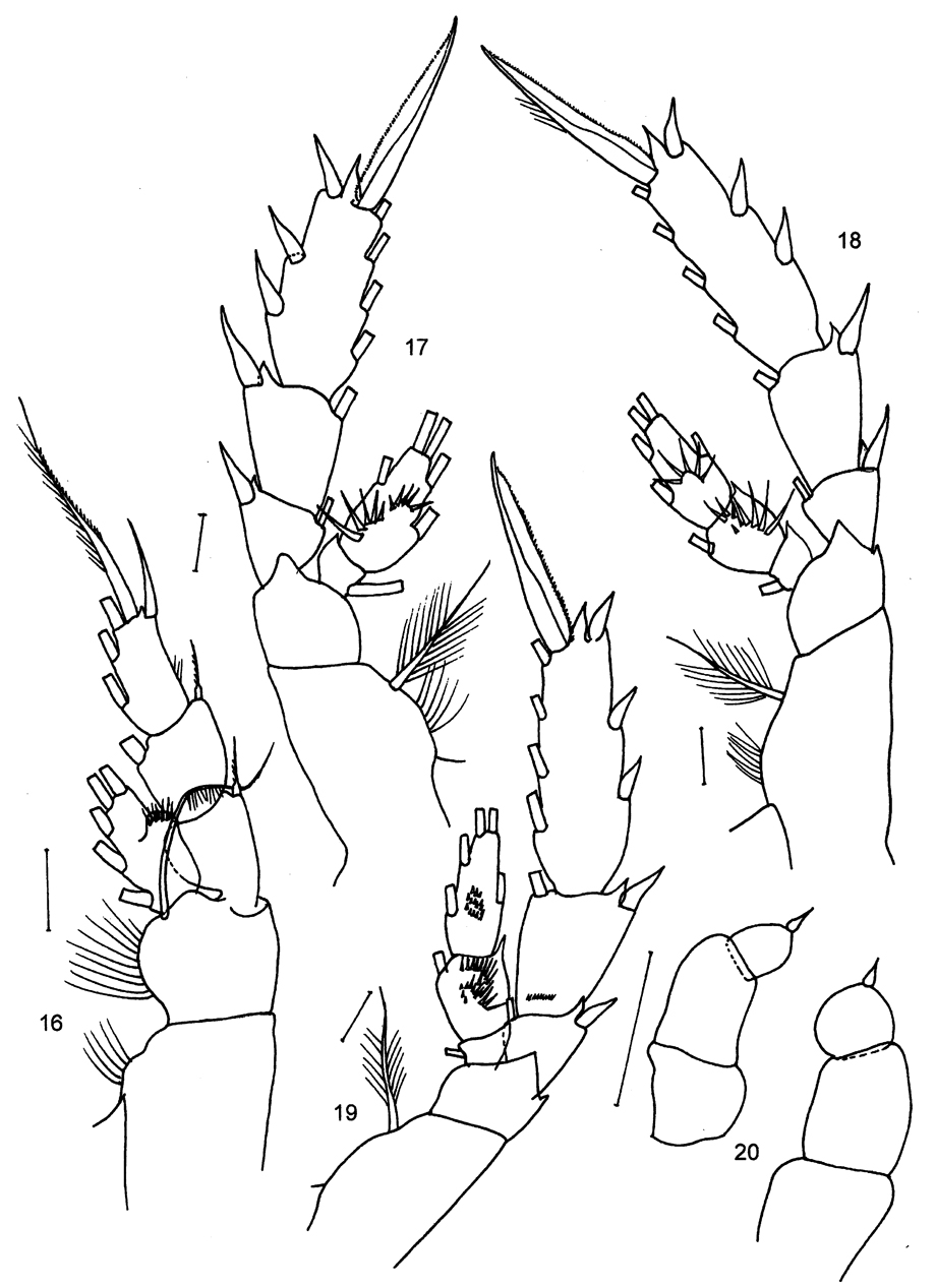 Espèce Phaennocalanus unispinosus - Planche 3 de figures morphologiques