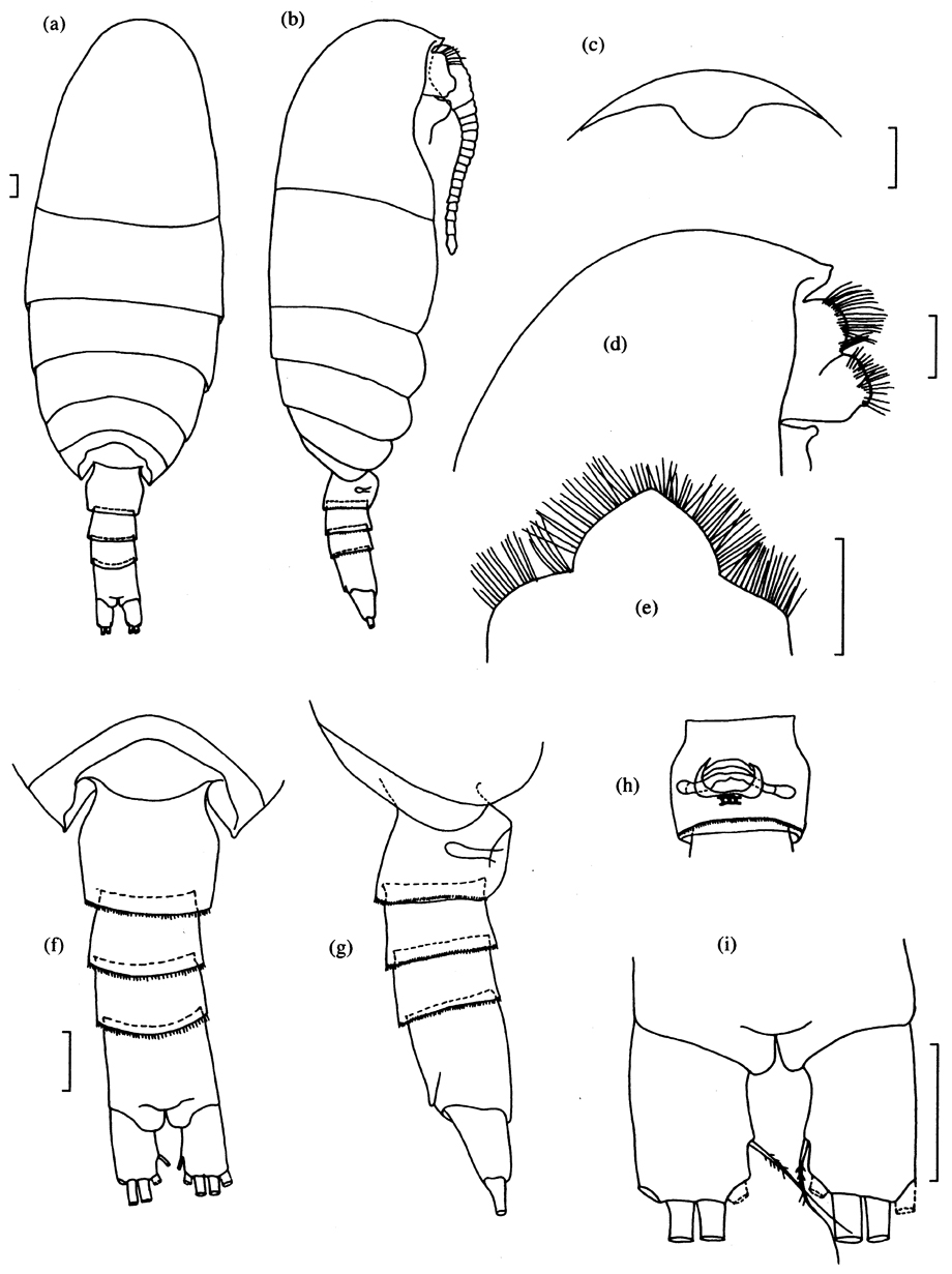 Species Foxtosognus rarus - Plate 1 of morphological figures