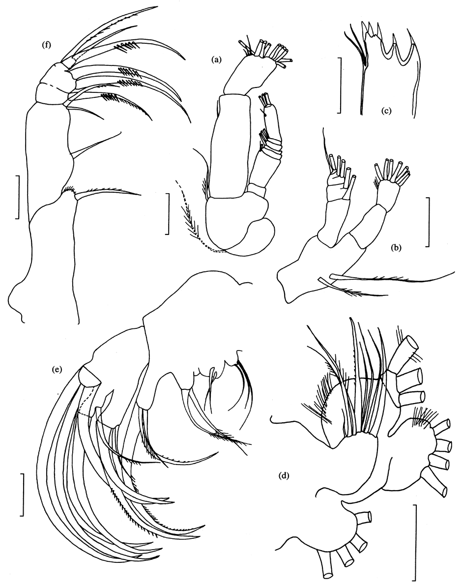 Espce Foxtosognus rarus - Planche 2 de figures morphologiques