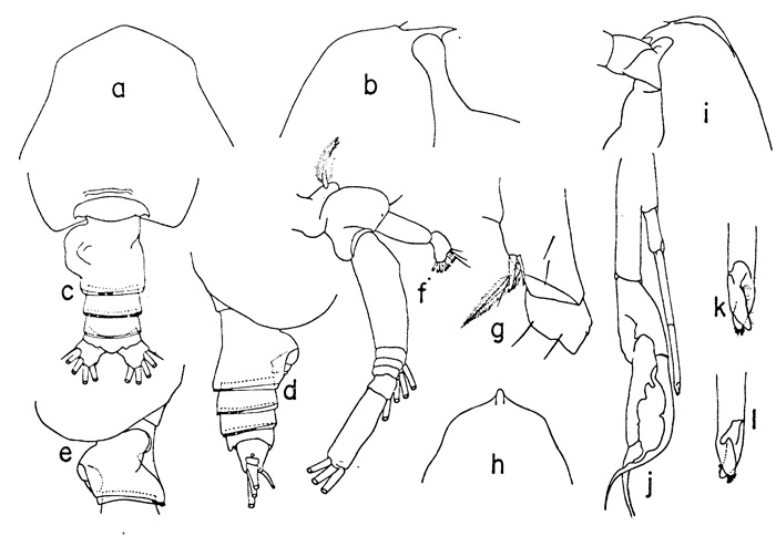 Espèce Euchirella pulchra - Planche 2 de figures morphologiques