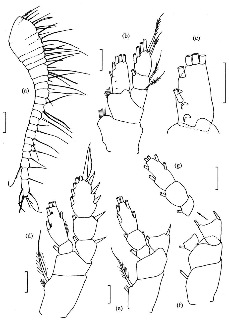 Espce Foxtosognus rarus - Planche 4 de figures morphologiques