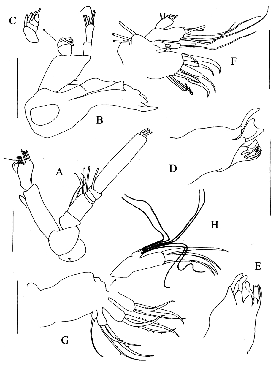 Espce Rostrocalanus cognatus - Planche 2 de figures morphologiques