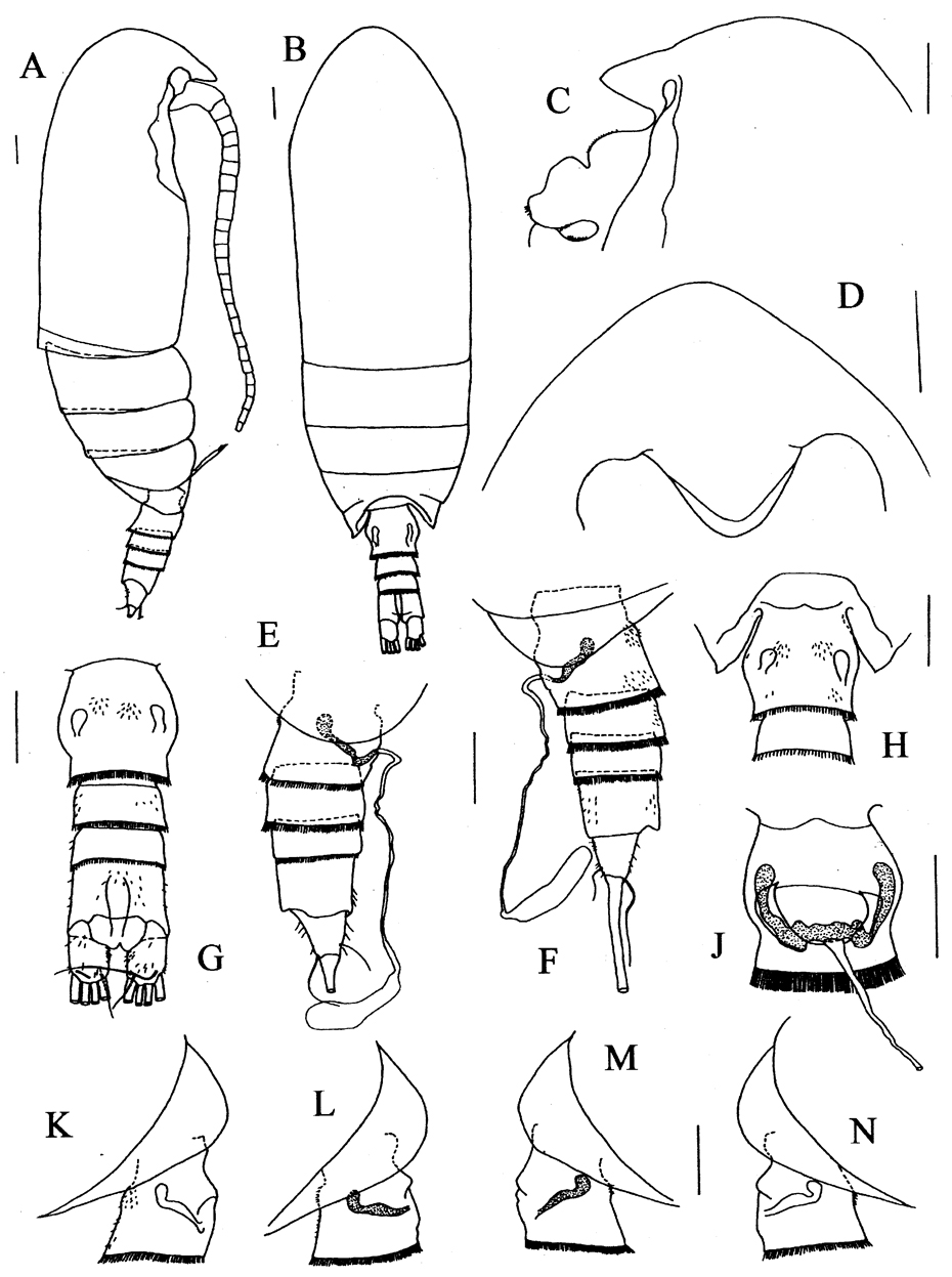 Espce Rostrocalanus cognatus - Planche 1 de figures morphologiques