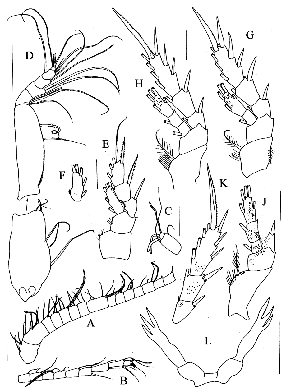 Espce Rostrocalanus cognatus - Planche 3 de figures morphologiques