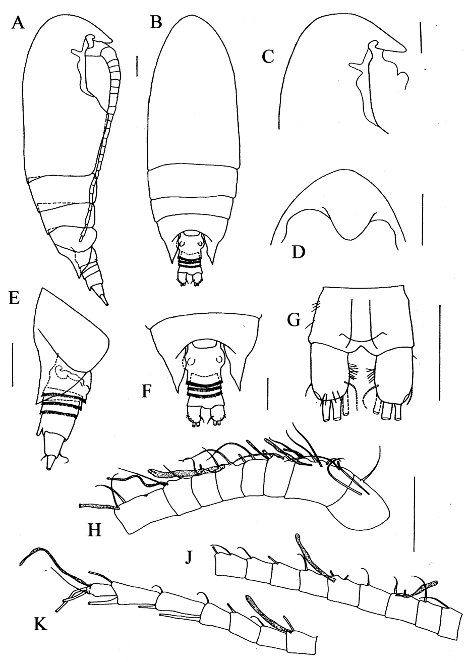 Espèce Rostrocalanus peracutus - Planche 1 de figures morphologiques
