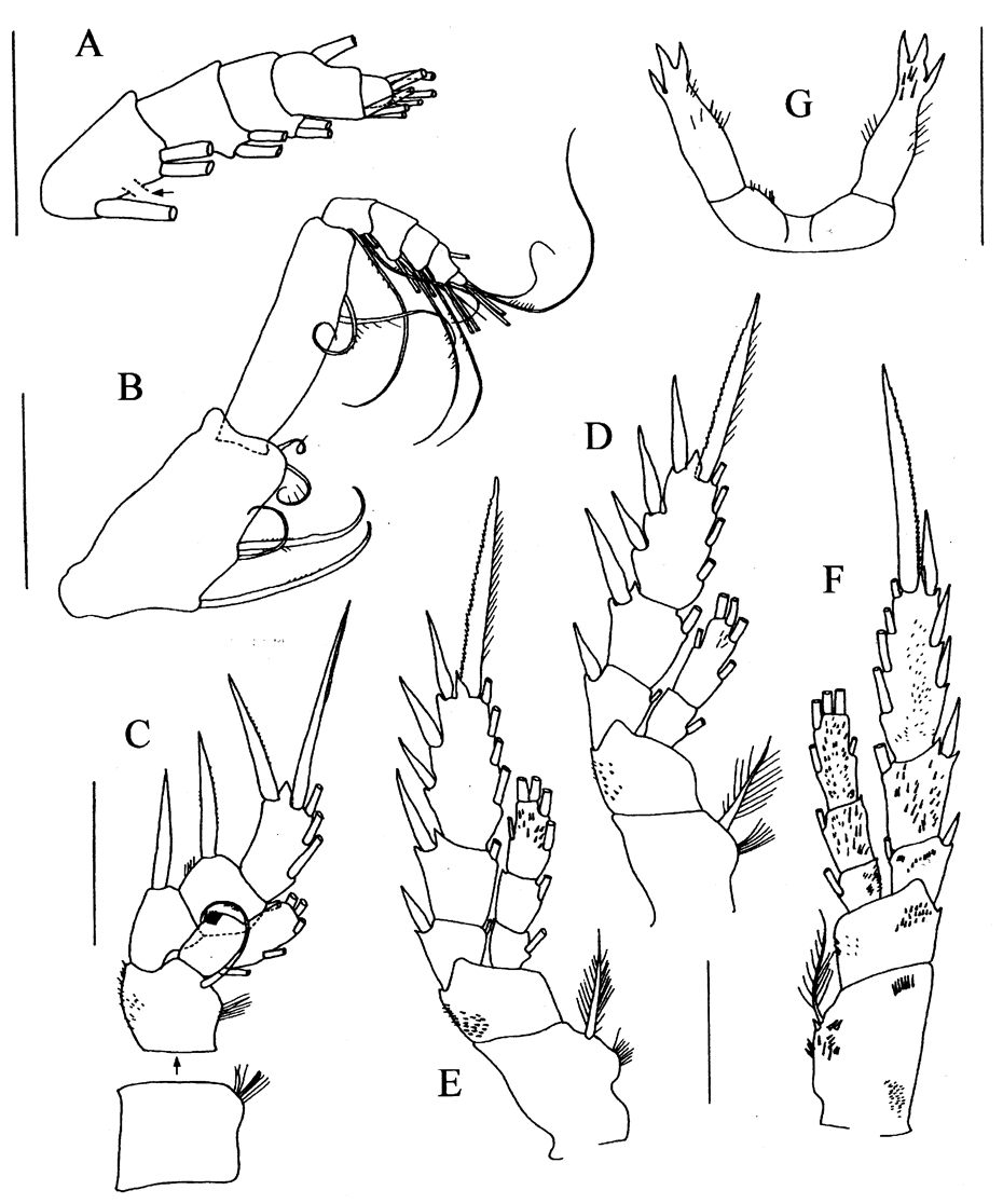 Espèce Rostrocalanus peracutus - Planche 3 de figures morphologiques