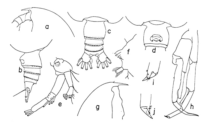 Espce Euchirella rostrata - Planche 4 de figures morphologiques