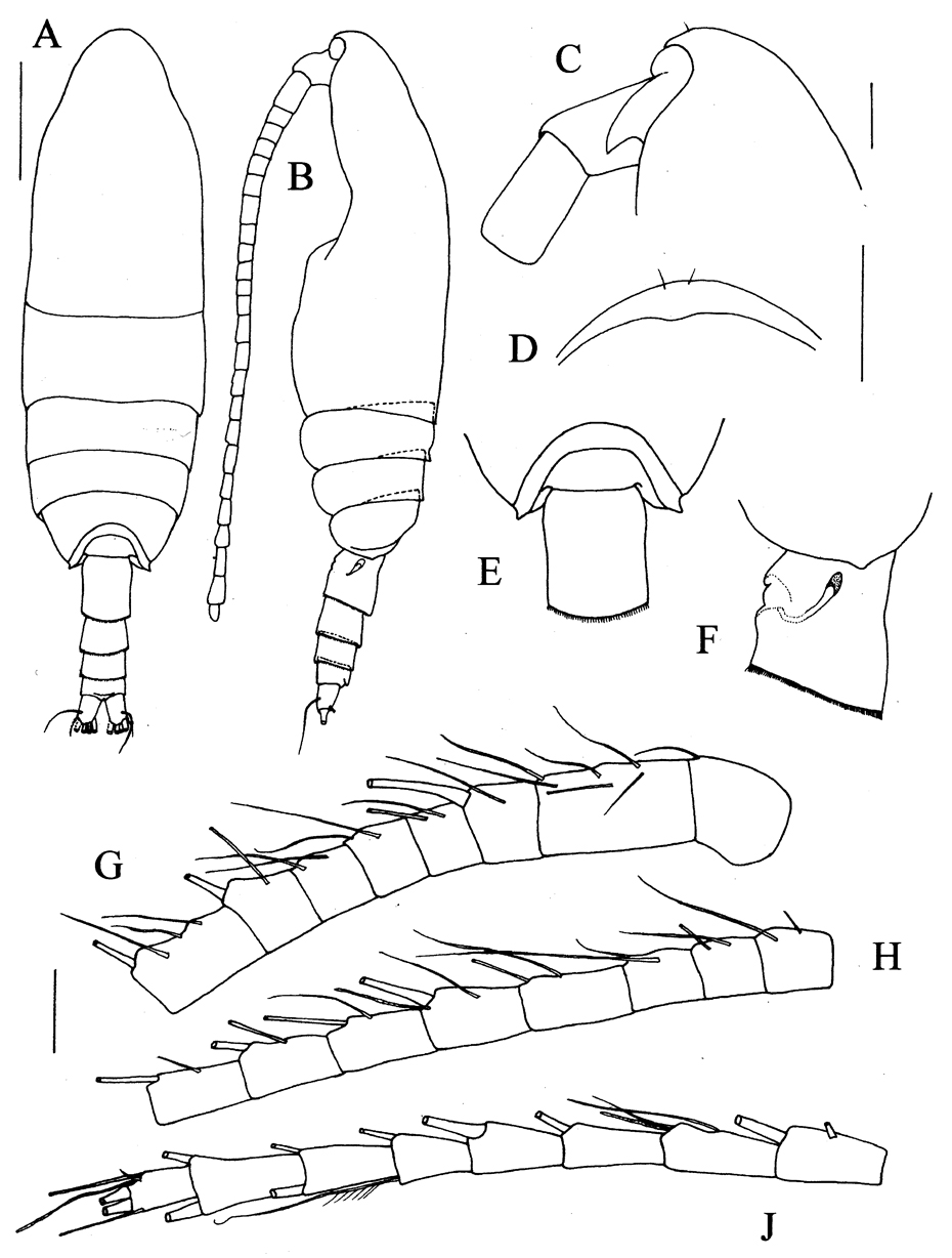 Espce Prolutamator hadalis - Planche 1 de figures morphologiques
