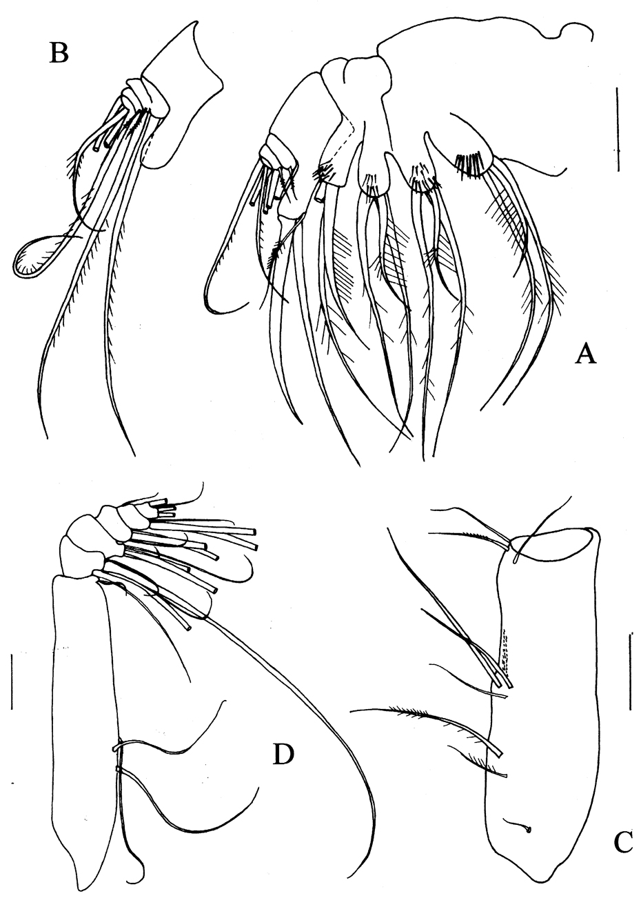 Espce Prolutamator hadalis - Planche 3 de figures morphologiques
