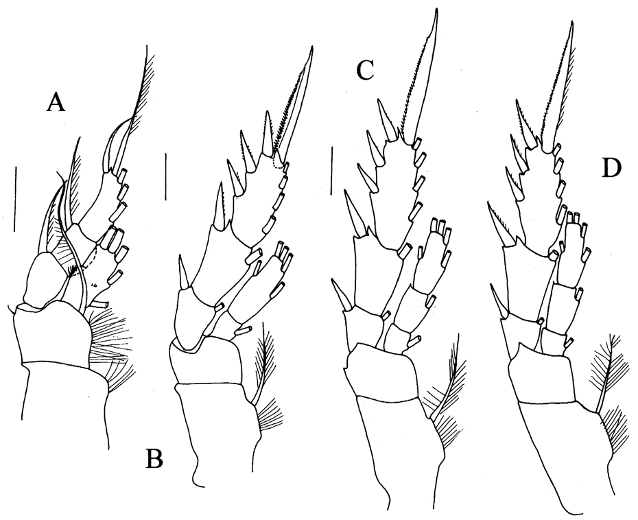 Espce Prolutamator hadalis - Planche 4 de figures morphologiques