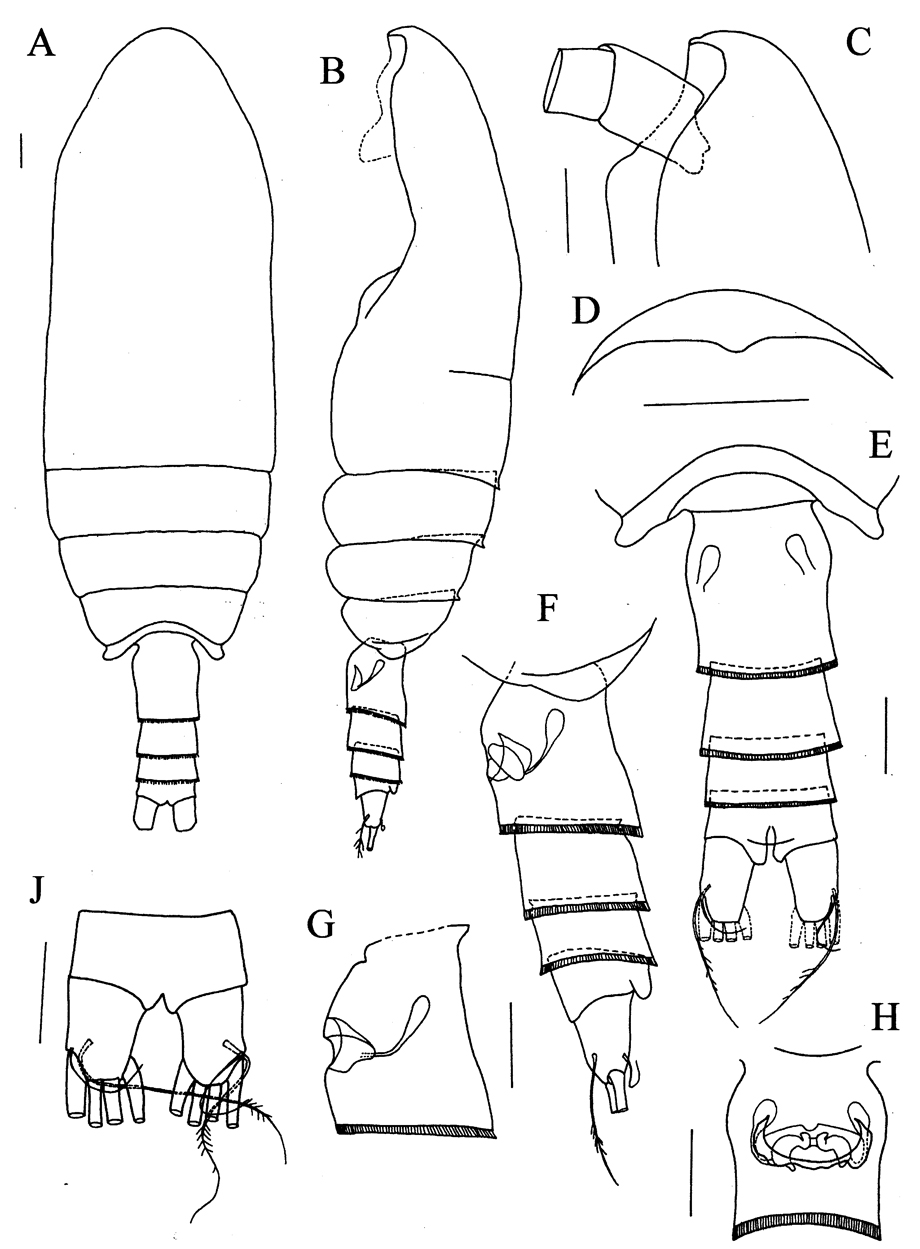 Species Prolutamator minor - Plate 1 of morphological figures