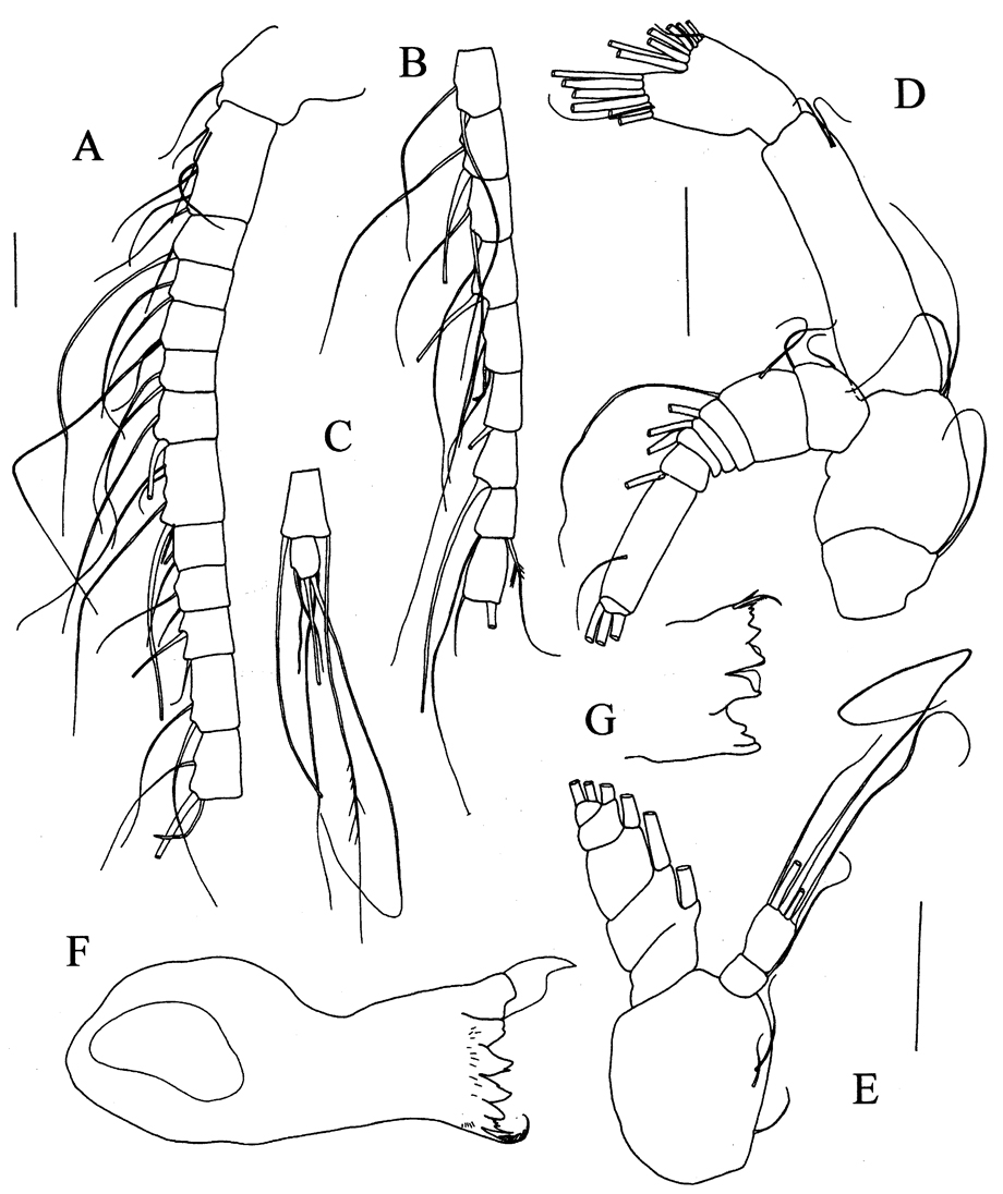 Species Prolutamator minor - Plate 2 of morphological figures