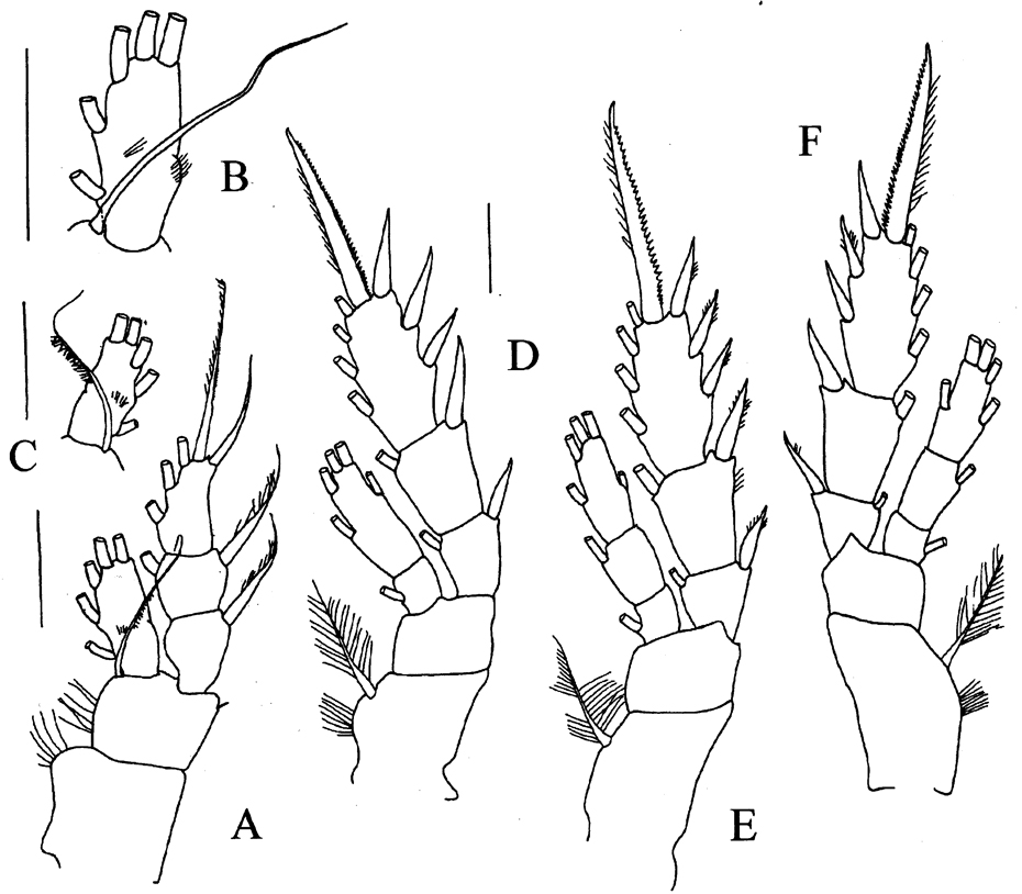 Species Prolutamator minor - Plate 4 of morphological figures