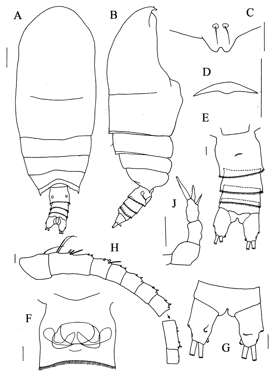 Espce Pseudotharybis polaris - Planche 1 de figures morphologiques