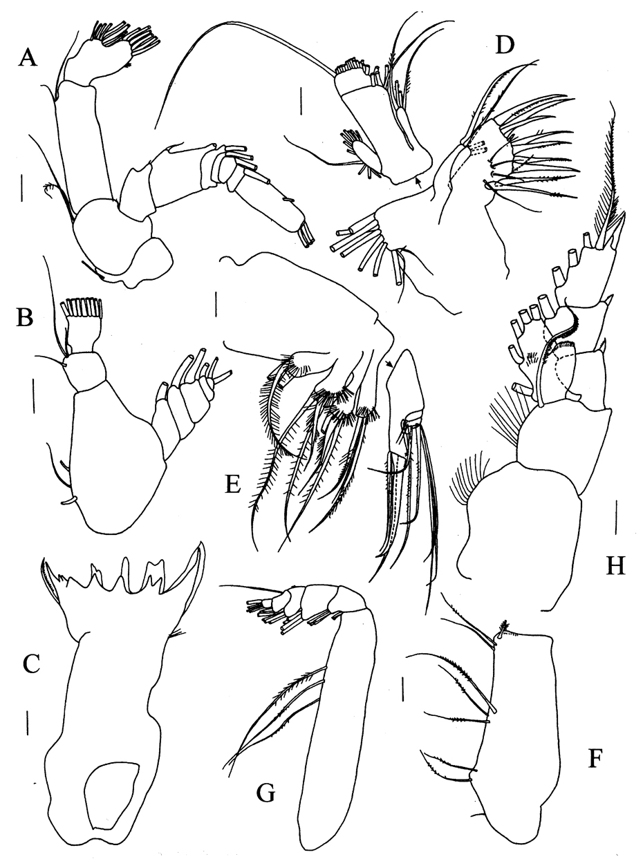 Species Pseudotharybis polaris - Plate 2 of morphological figures