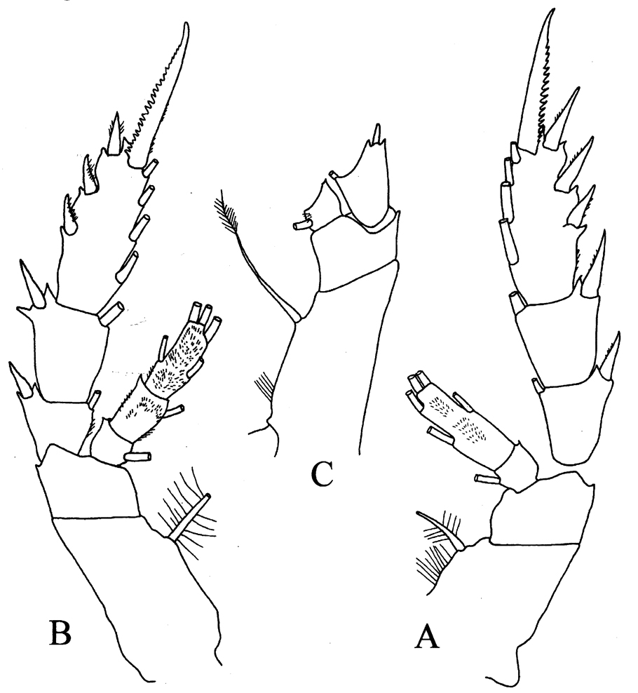 Espce Pseudotharybis polaris - Planche 3 de figures morphologiques