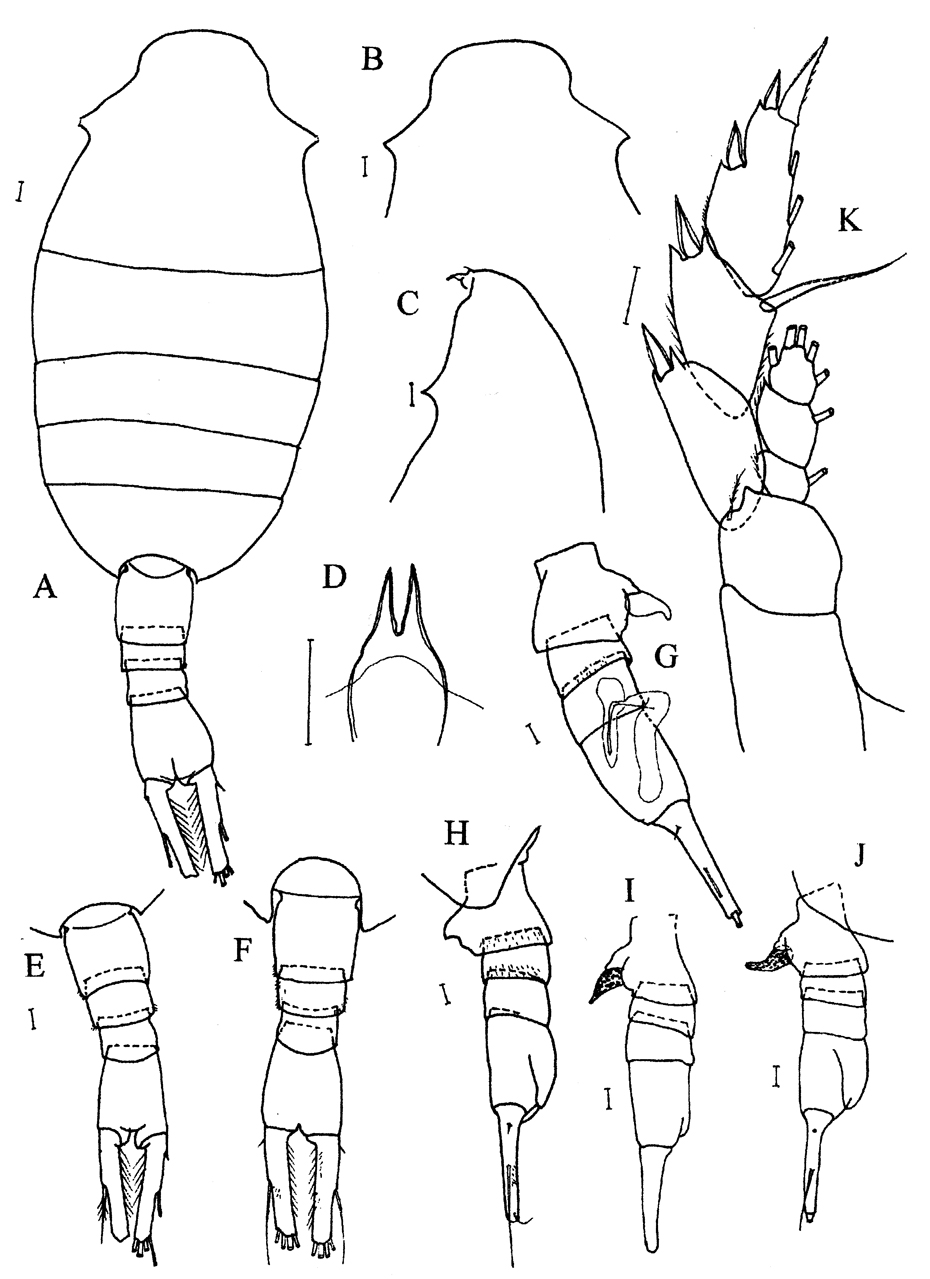 Espce Lucicutia grandis - Planche 10 de figures morphologiques
