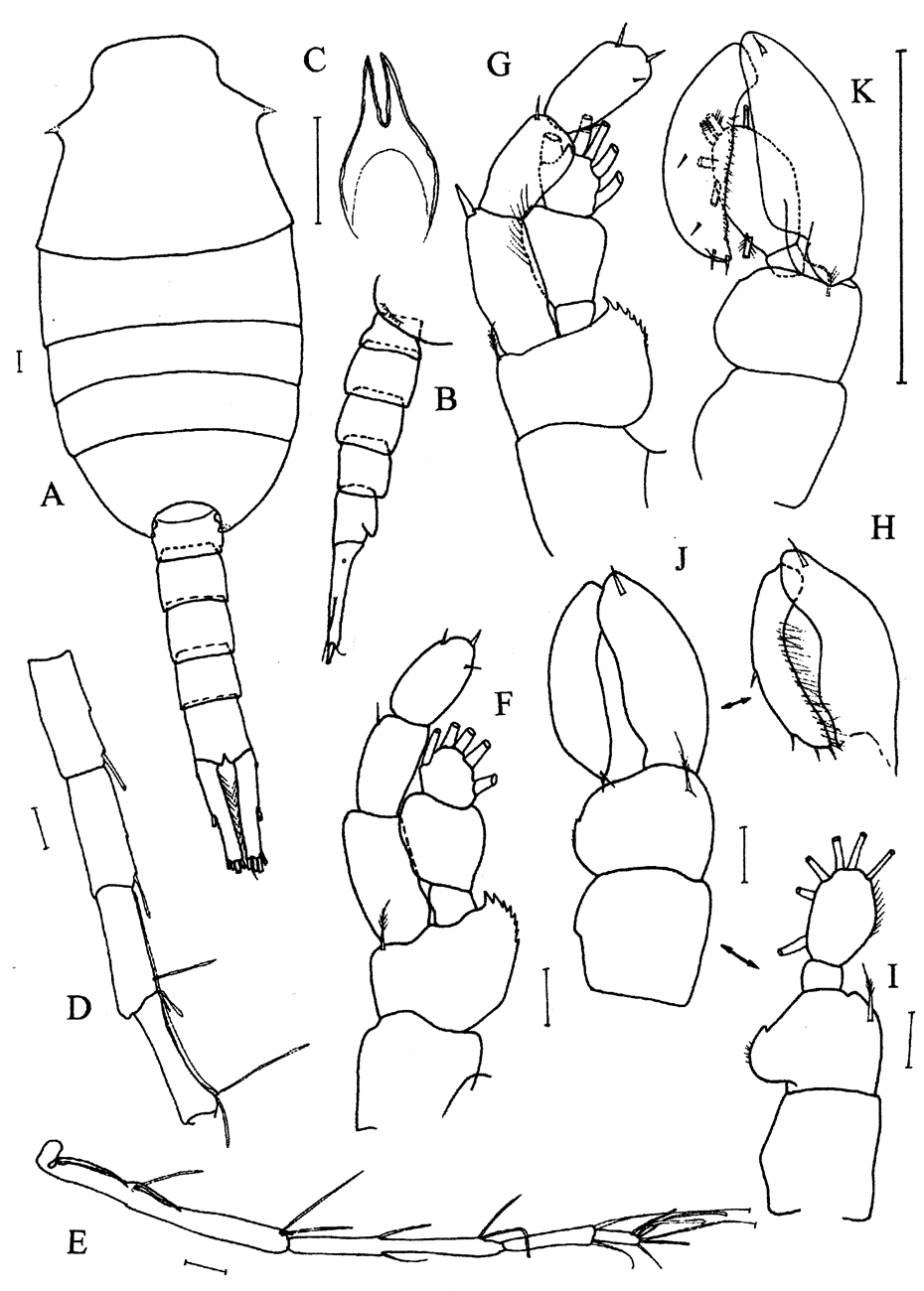 Species Lucicutia grandis - Plate 11 of morphological figures