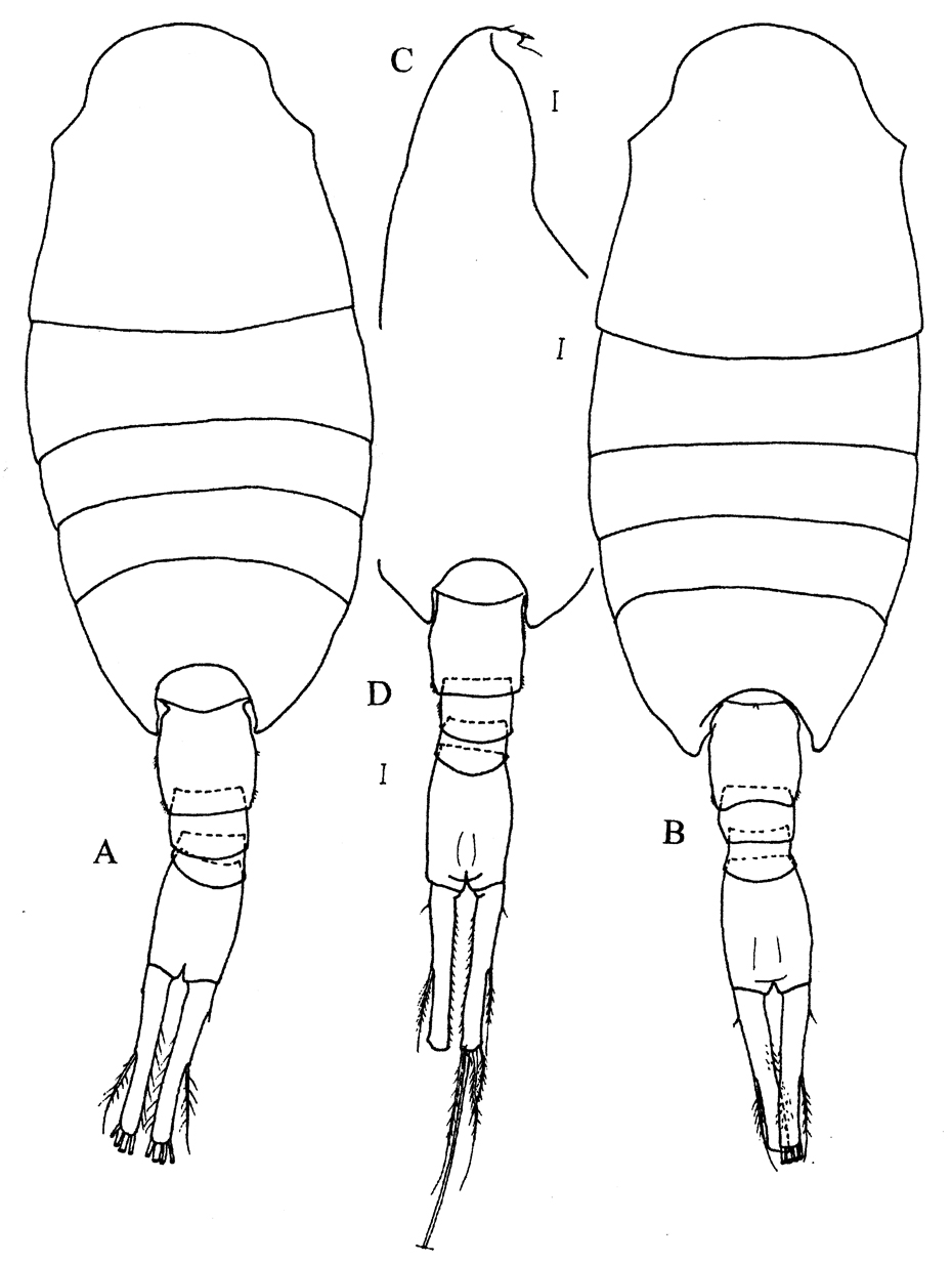 Espce Lucicutia bradyana - Planche 3 de figures morphologiques