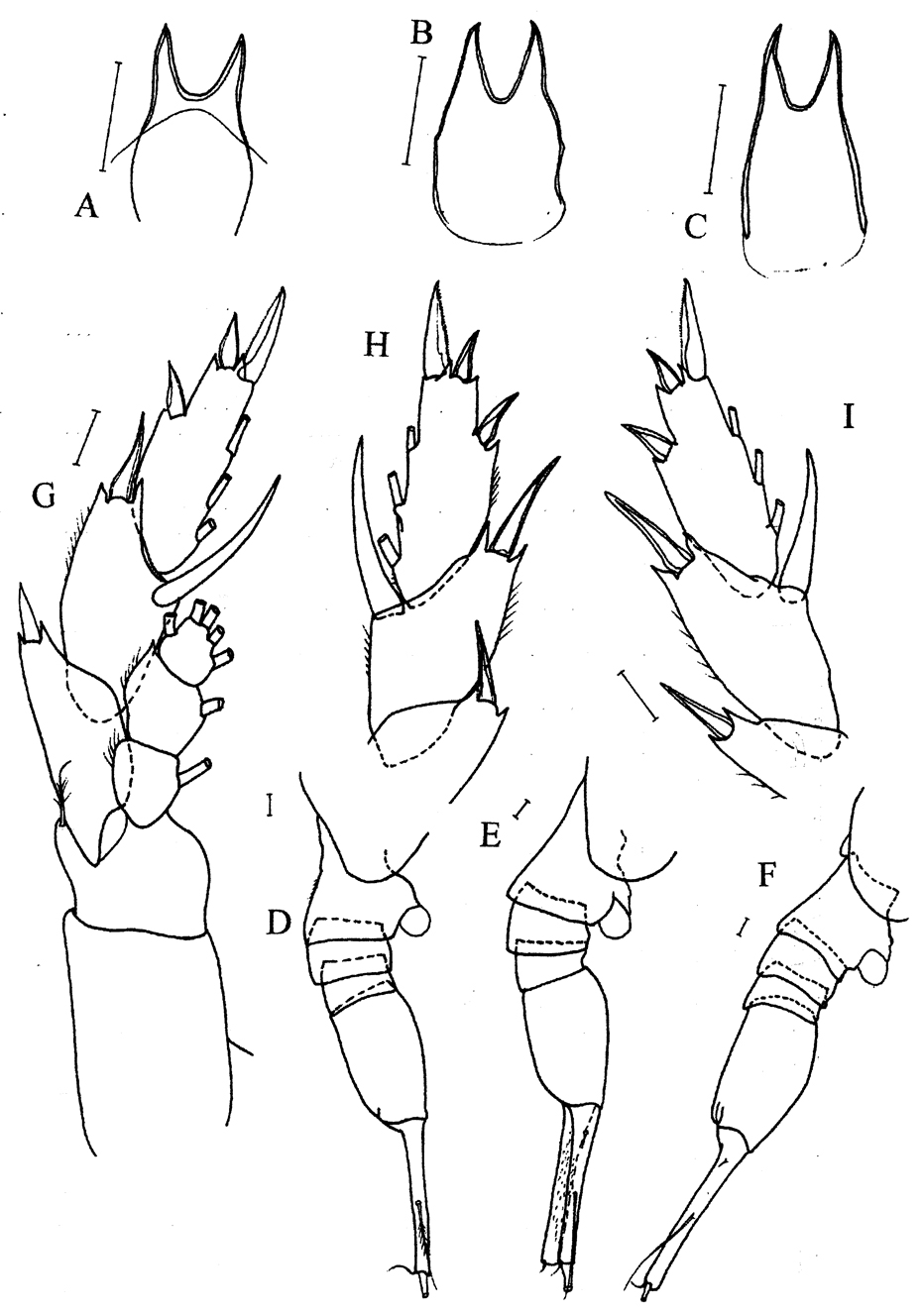 Espce Lucicutia bradyana - Planche 4 de figures morphologiques