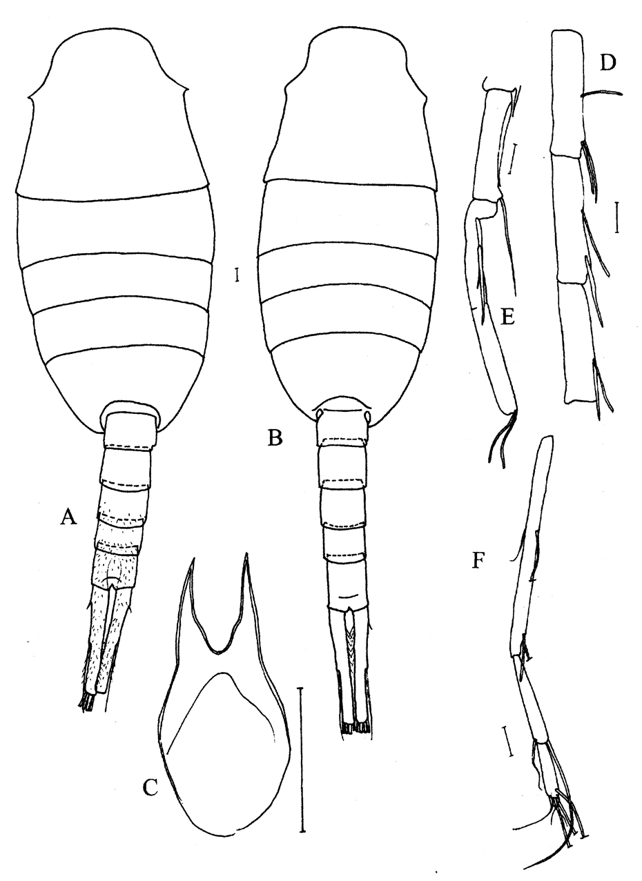 Espce Lucicutia bradyana - Planche 5 de figures morphologiques