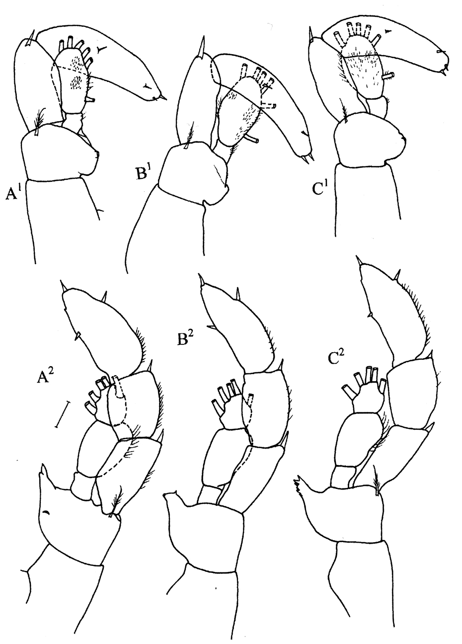 Espce Lucicutia bradyana - Planche 7 de figures morphologiques