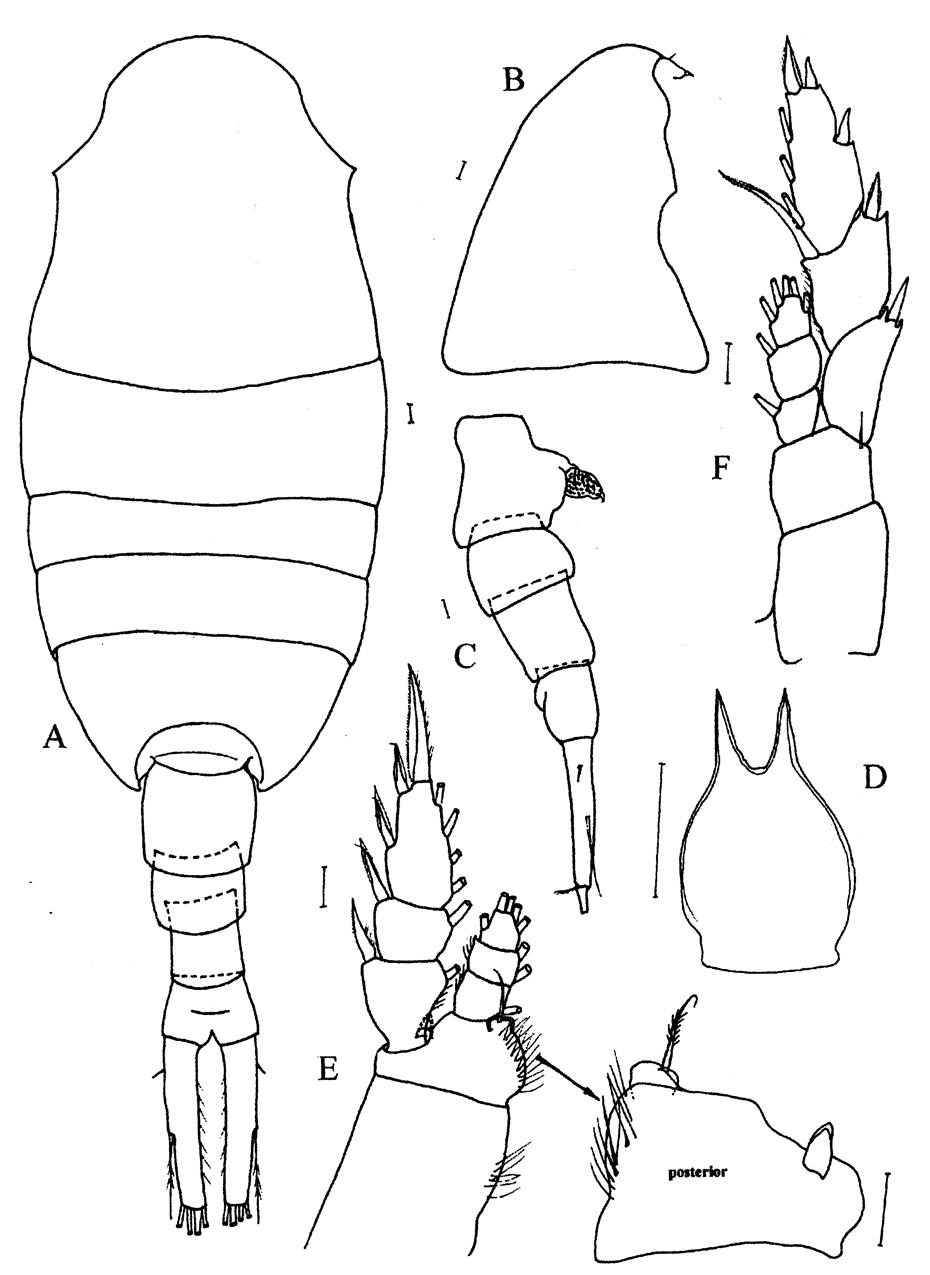 Espce Lucicutia hulsemannae - Planche 1 de figures morphologiques