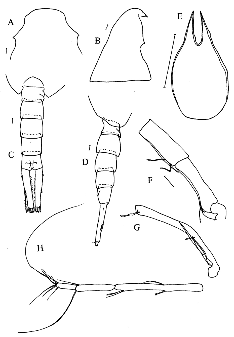 Espce Lucicutia hulsemannae - Planche 2 de figures morphologiques