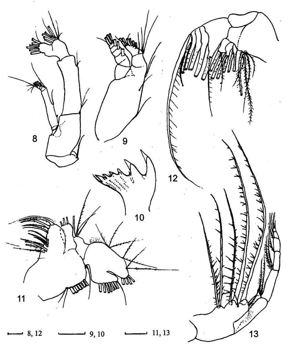 Espèce Pontella aculeata - Planche 4 de figures morphologiques