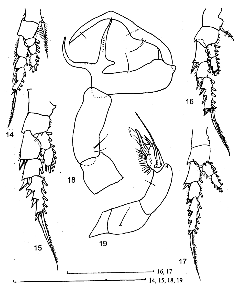 Espèce Pontella aculeata - Planche 5 de figures morphologiques