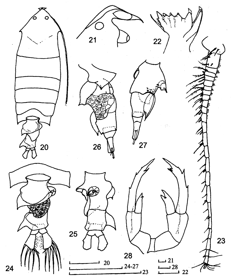 Espce Pontella aculeata - Planche 1 de figures morphologiques