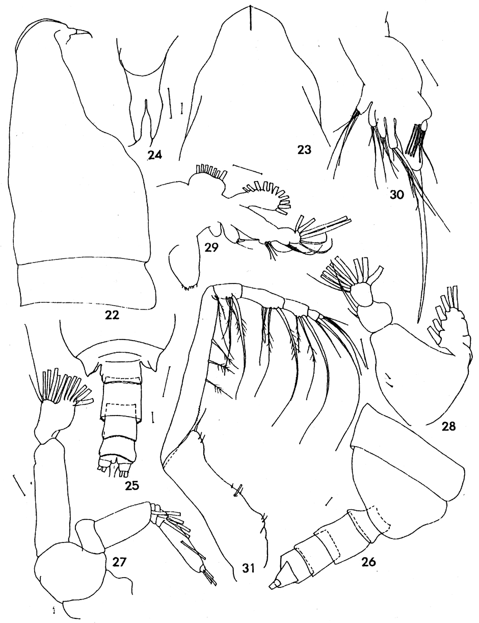 Espèce Onchocalanus cristogerens - Planche 1 de figures morphologiques