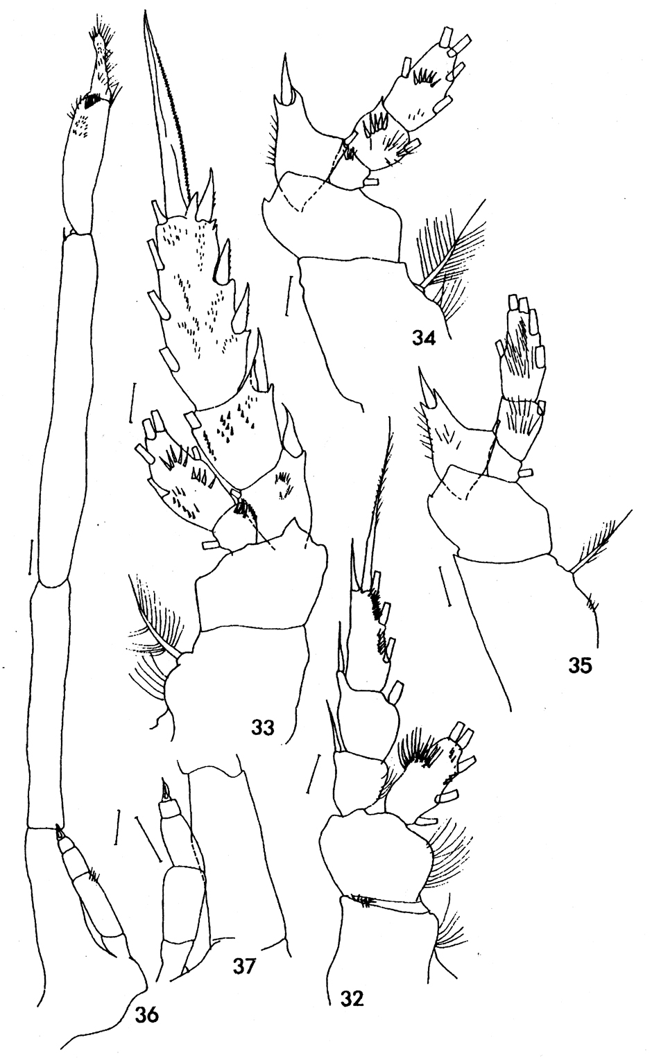 Species Onchocalanus cristogerens - Plate 2 of morphological figures