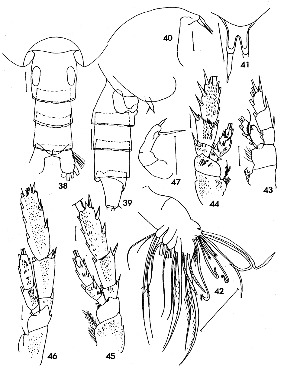 Species Pseudoamallothrix laminata - Plate 5 of morphological figures