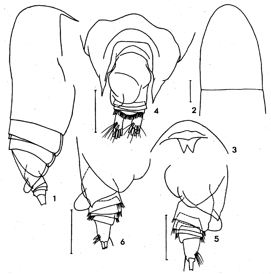 Espce Yrocalanus asymmetricus - Planche 1 de figures morphologiques