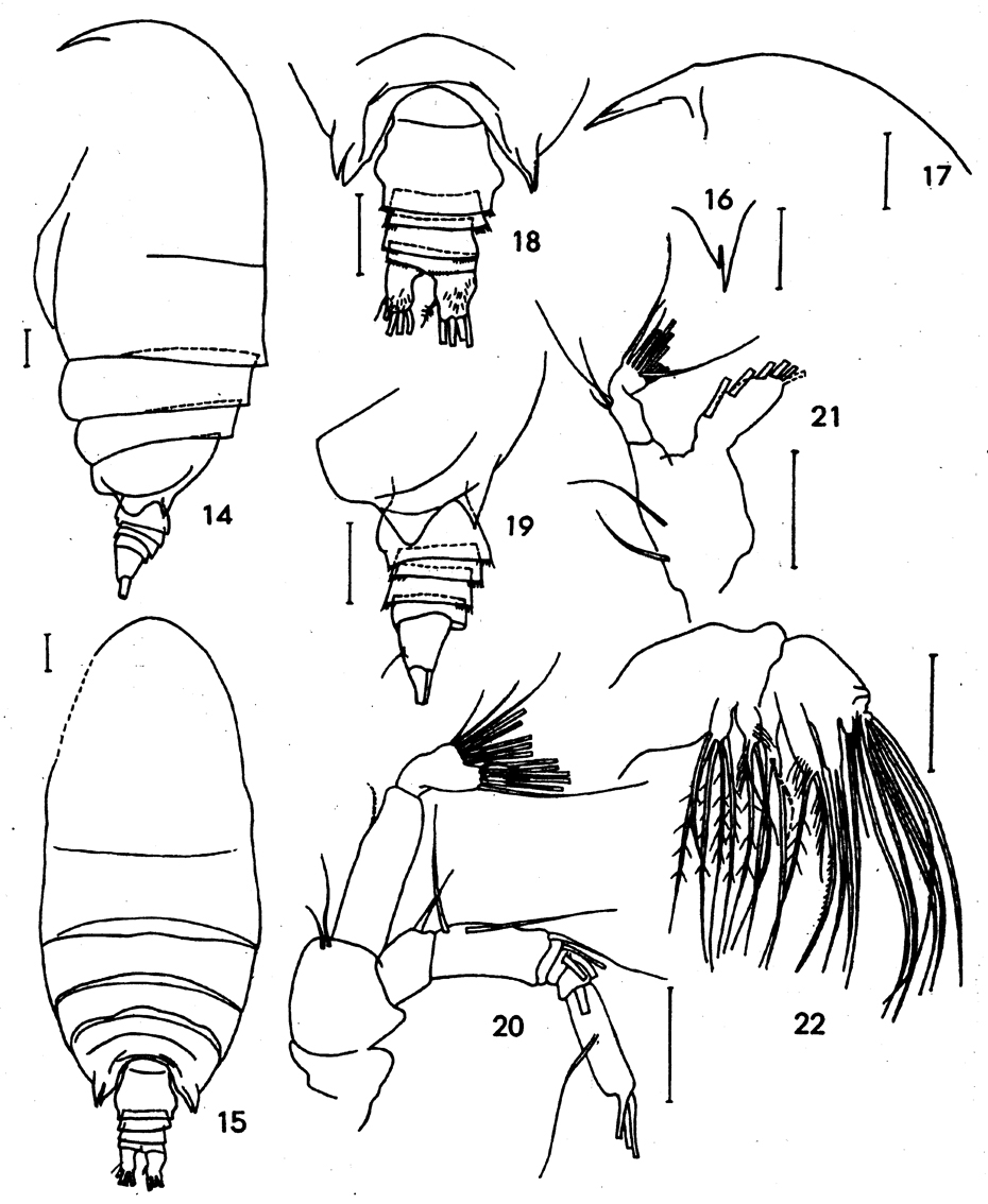 Species Yrocalanus bicornis - Plate 1 of morphological figures