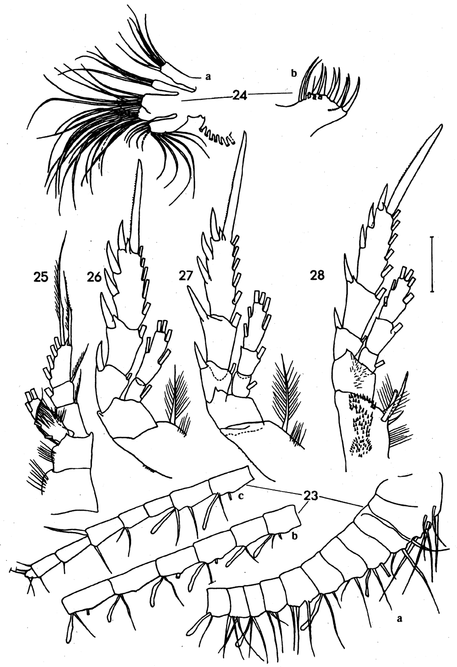 Species Yrocalanus bicornis - Plate 2 of morphological figures