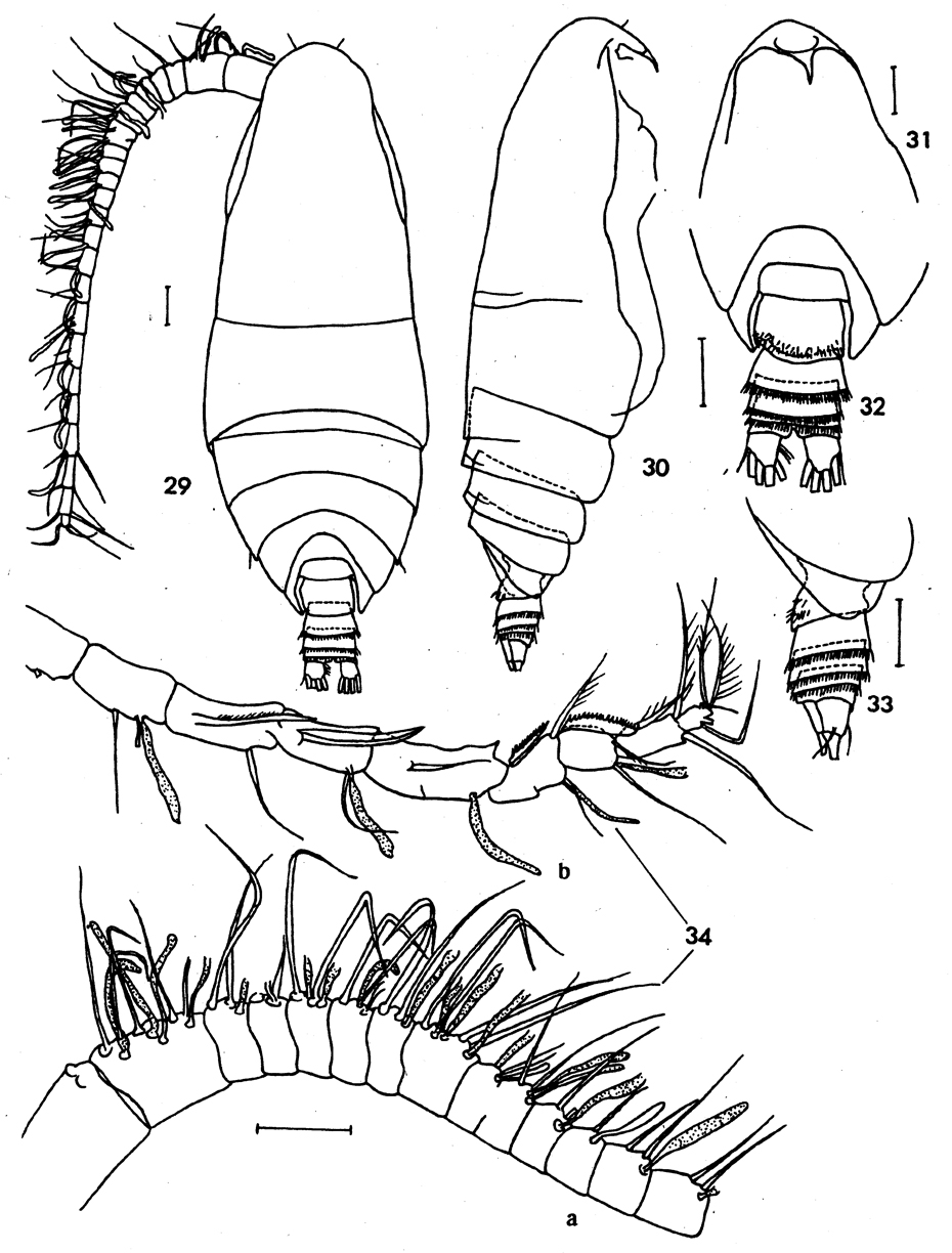 Species Ryocalanus bowmani - Plate 1 of morphological figures