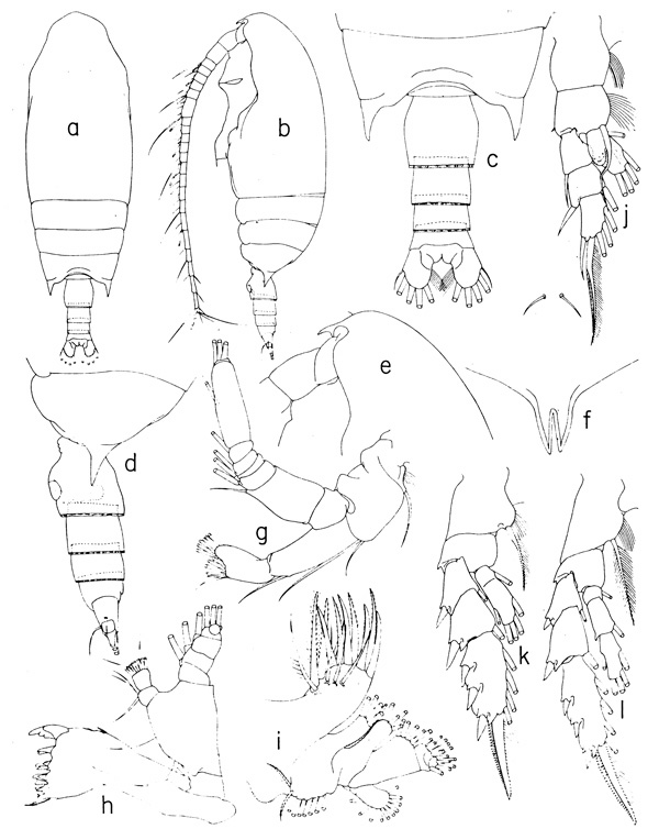 Species Aetideopsis armata - Plate 3 of morphological figures