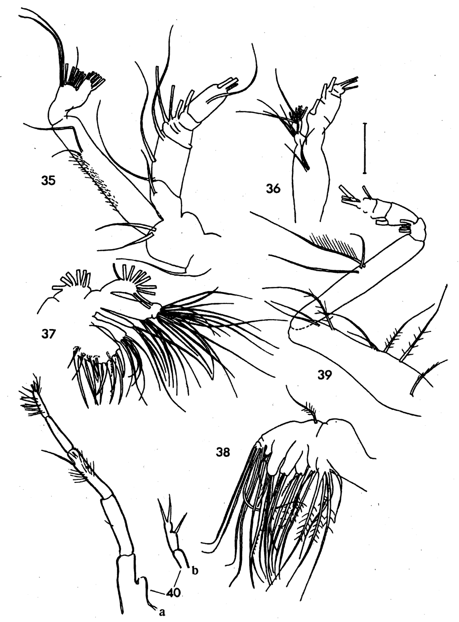 Species Ryocalanus bowmani - Plate 2 of morphological figures