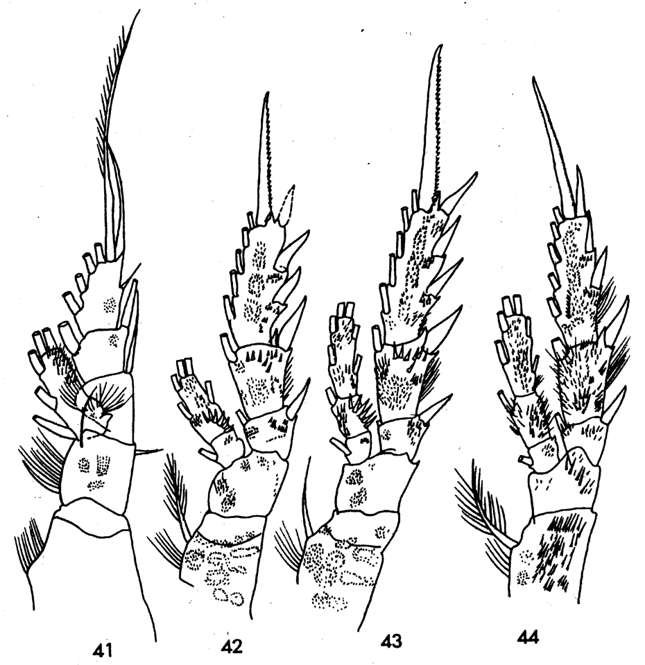 Species Ryocalanus bowmani - Plate 3 of morphological figures