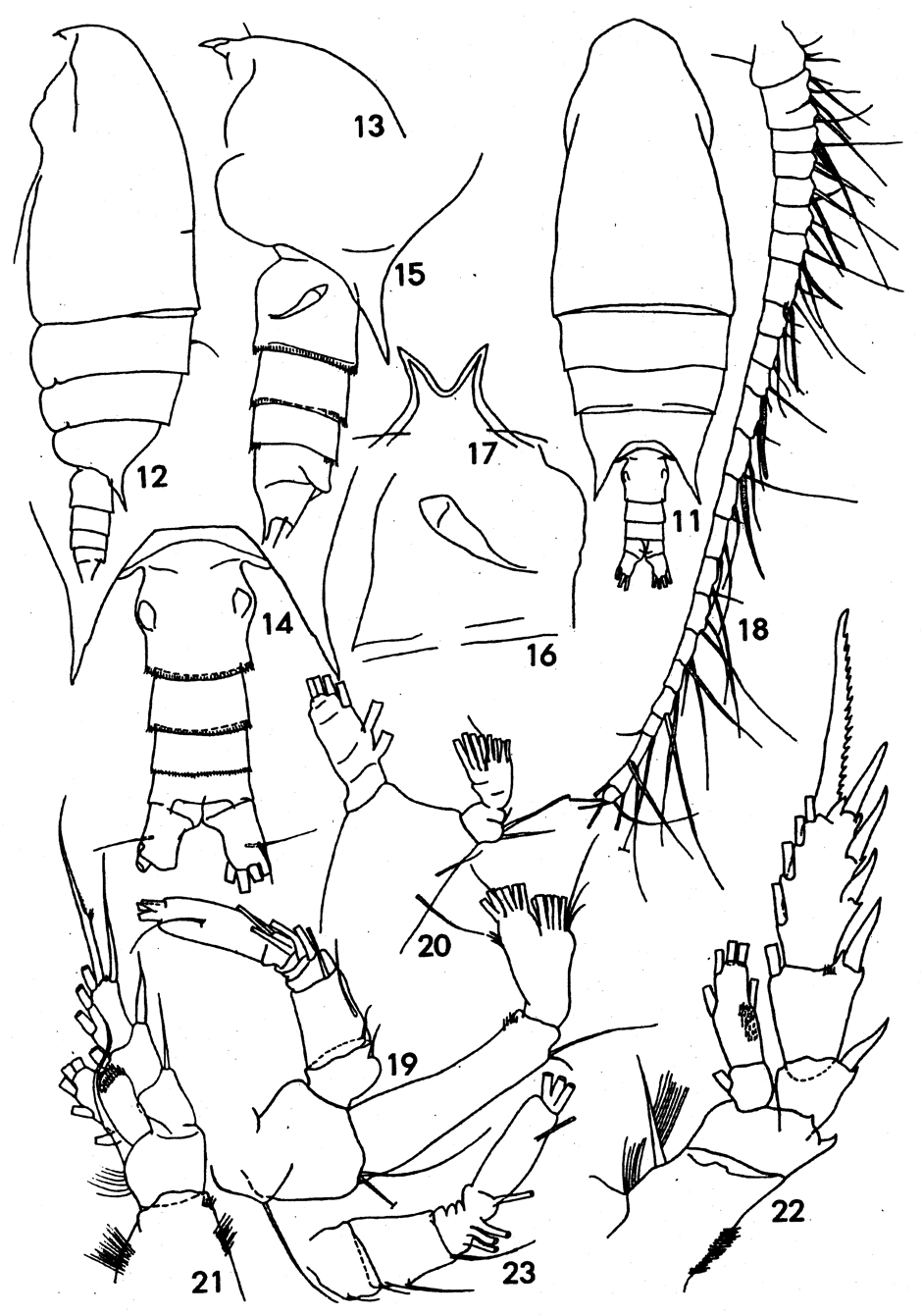 Espce Bradyidius subarmatus - Planche 1 de figures morphologiques