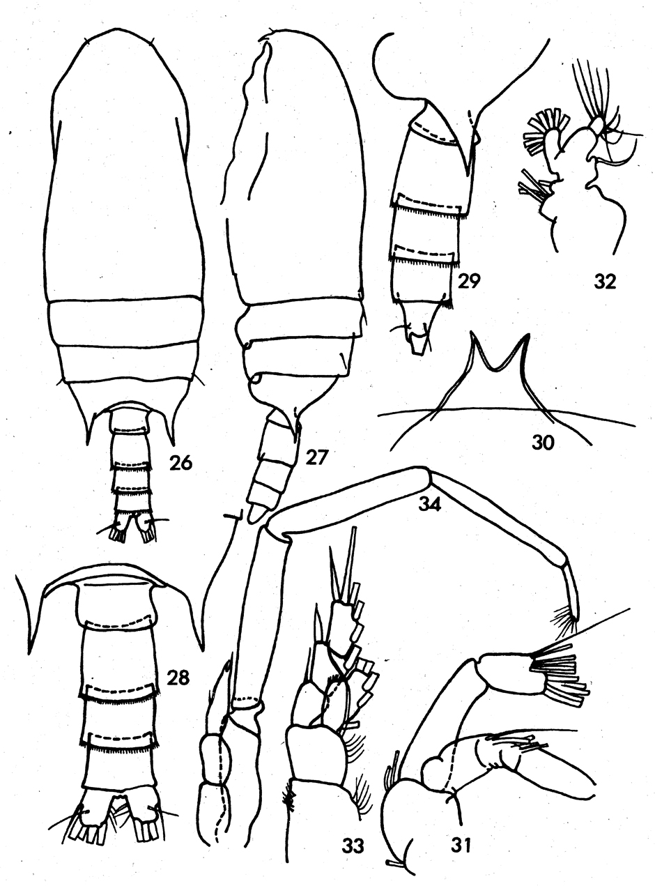 Espce Bradyidius subarmatus - Planche 3 de figures morphologiques