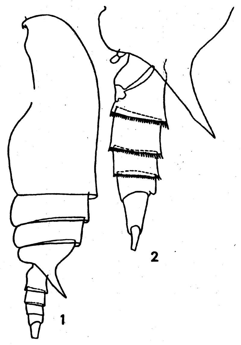 Espce Paracomantenna wishnerae - Planche 1 de figures morphologiques