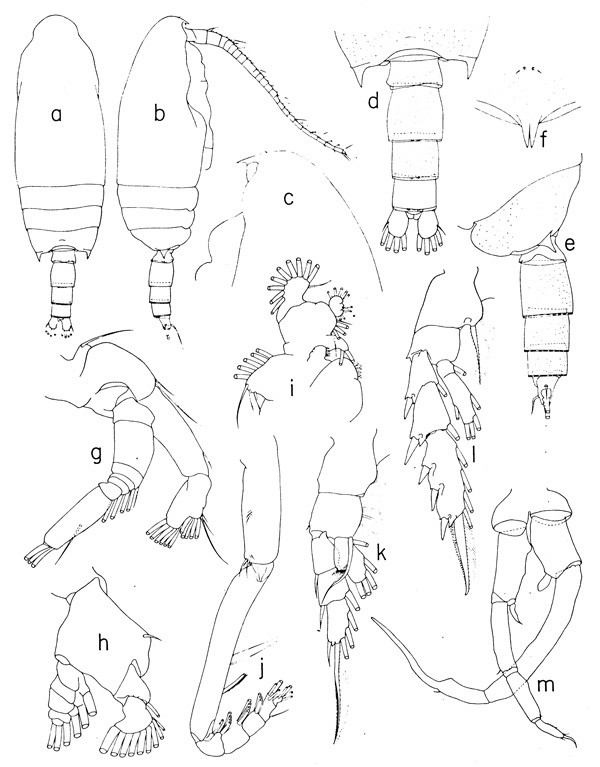 Species Aetideopsis armata - Plate 4 of morphological figures