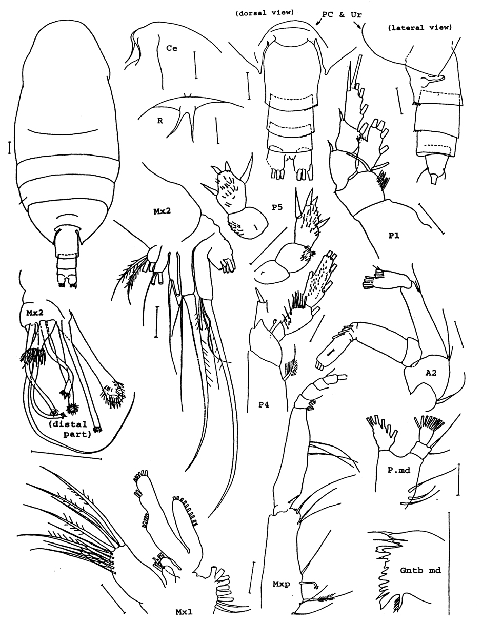 Species Xanthocalanus spinodenticulatus - Plate 1 of morphological figures