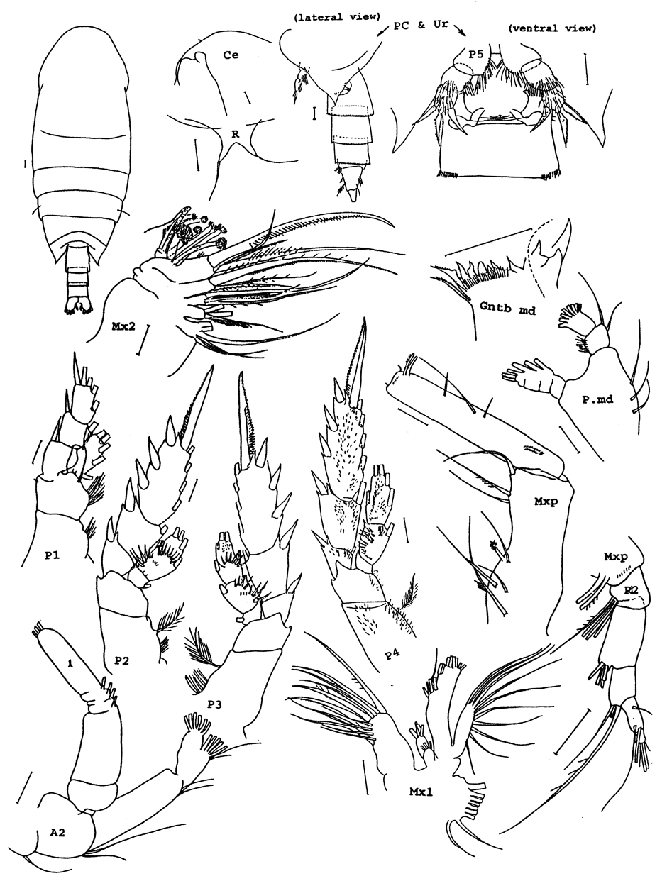 Species Xanthocalanus polarsternae - Plate 1 of morphological figures